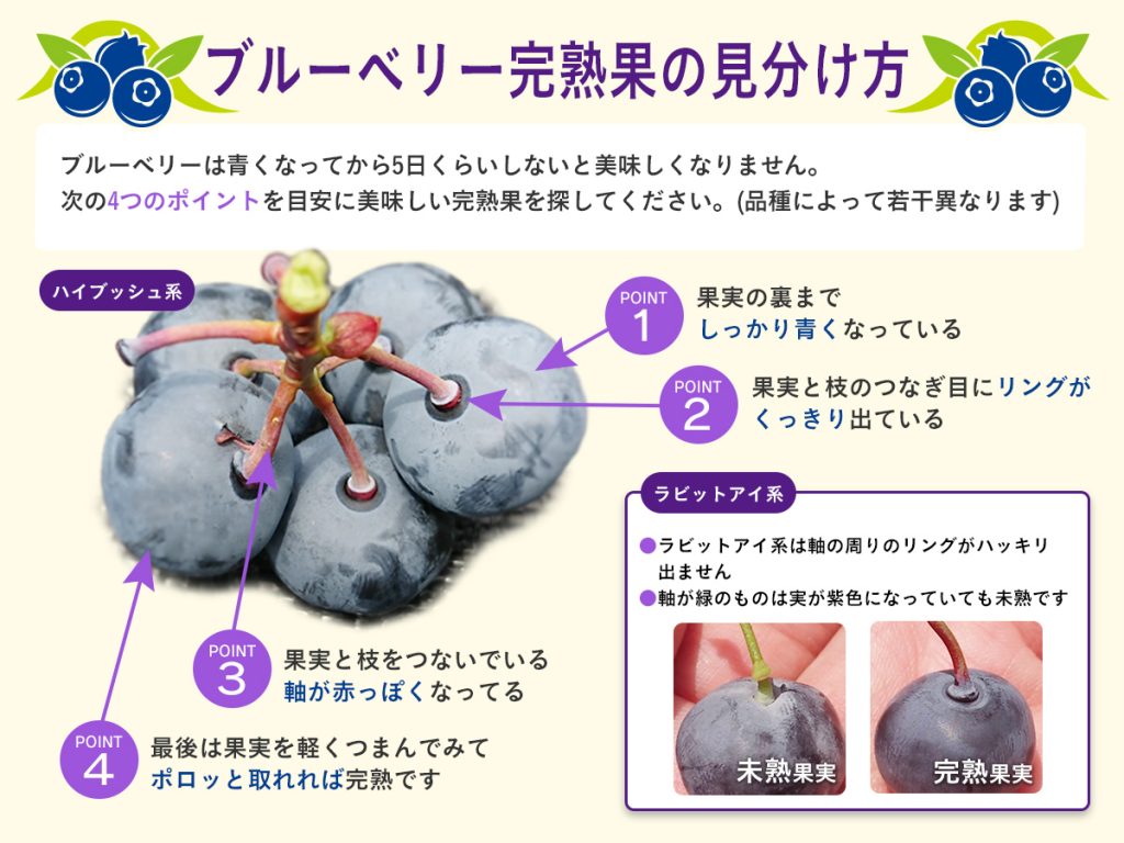 ブルーベリーについて 甲山ブルーベリーファーム
